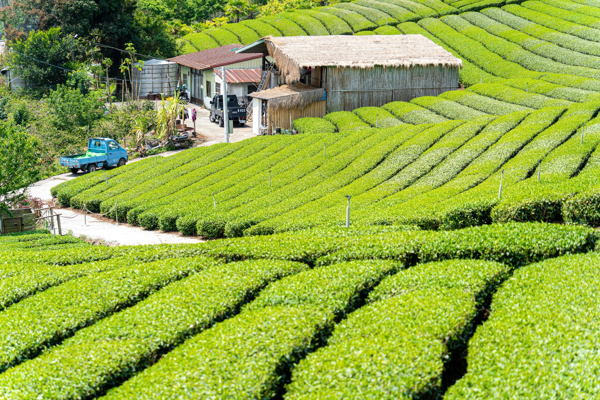 Tea plantation with a small building and truck in the background