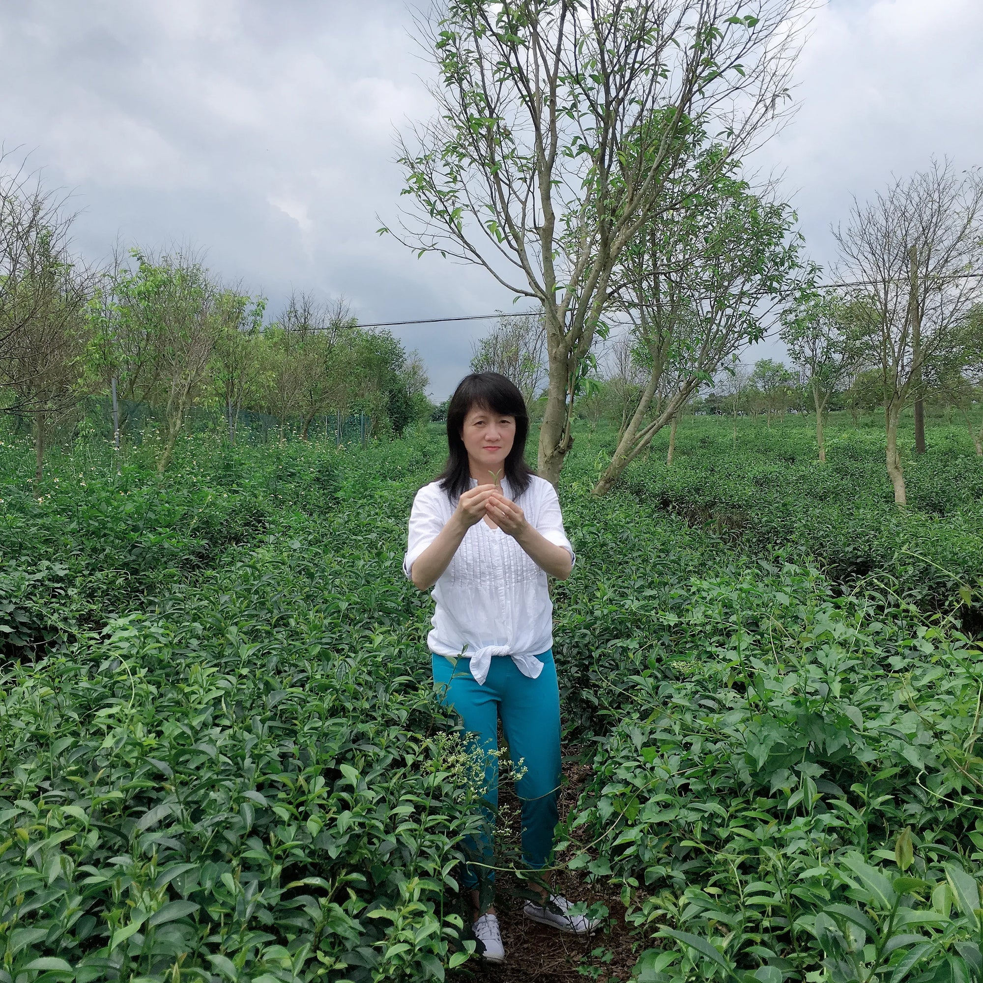 Tiger Lily Tea Co