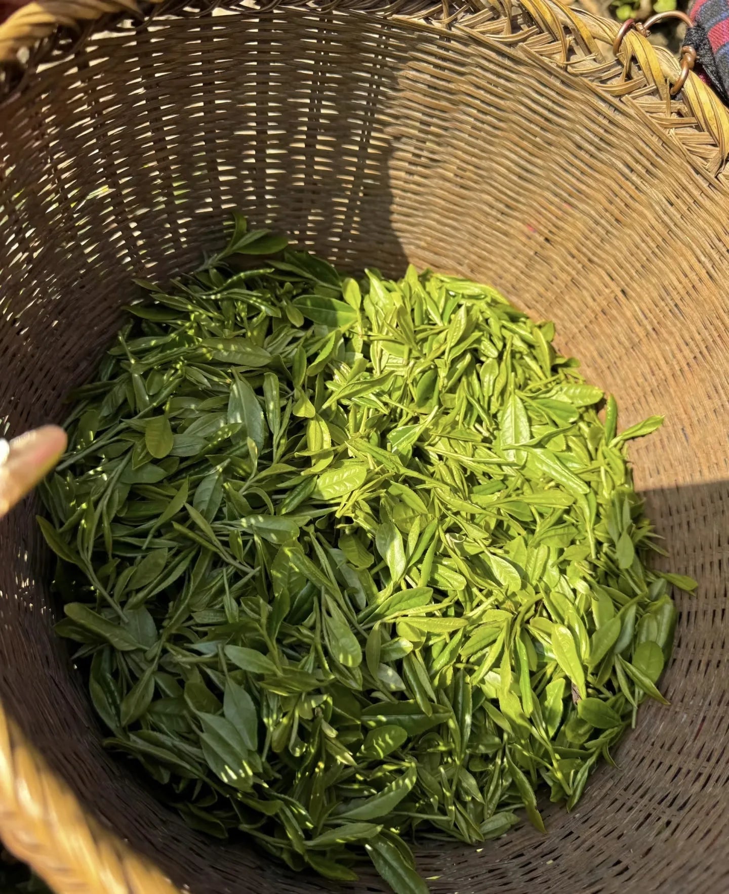 Tea_leaves_-_Tiger_Lily_Tea_Co