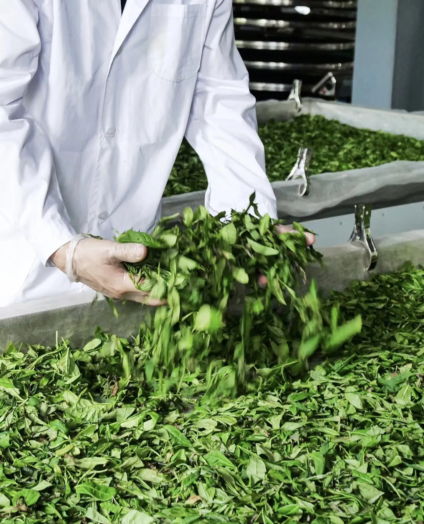 Tea_leaves_Processing_-_Tiger_Lily_Tea_Co