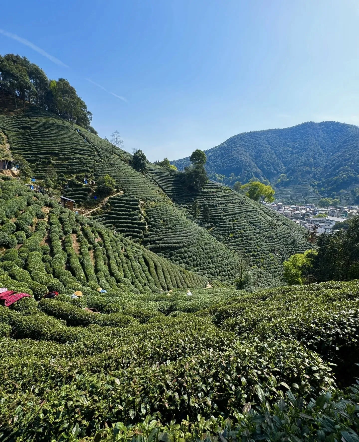 YunNan China Tea Farm - Tiger Lily Tea Co