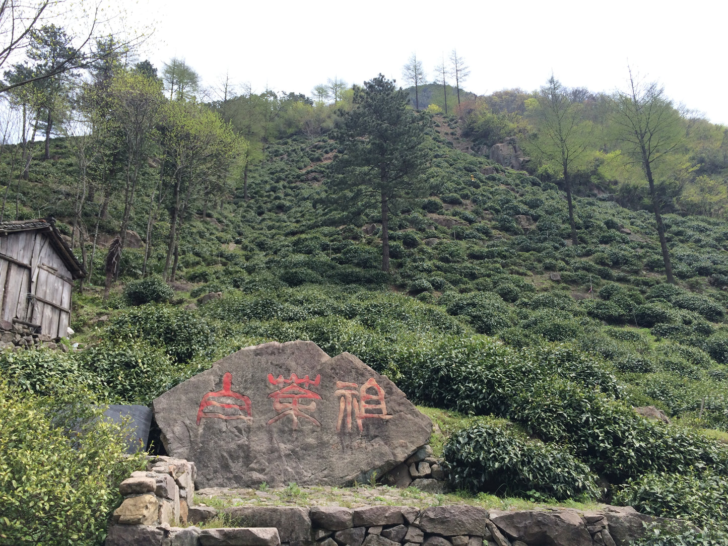 Yu Qian An Ji Bai Cha (25g/50g)