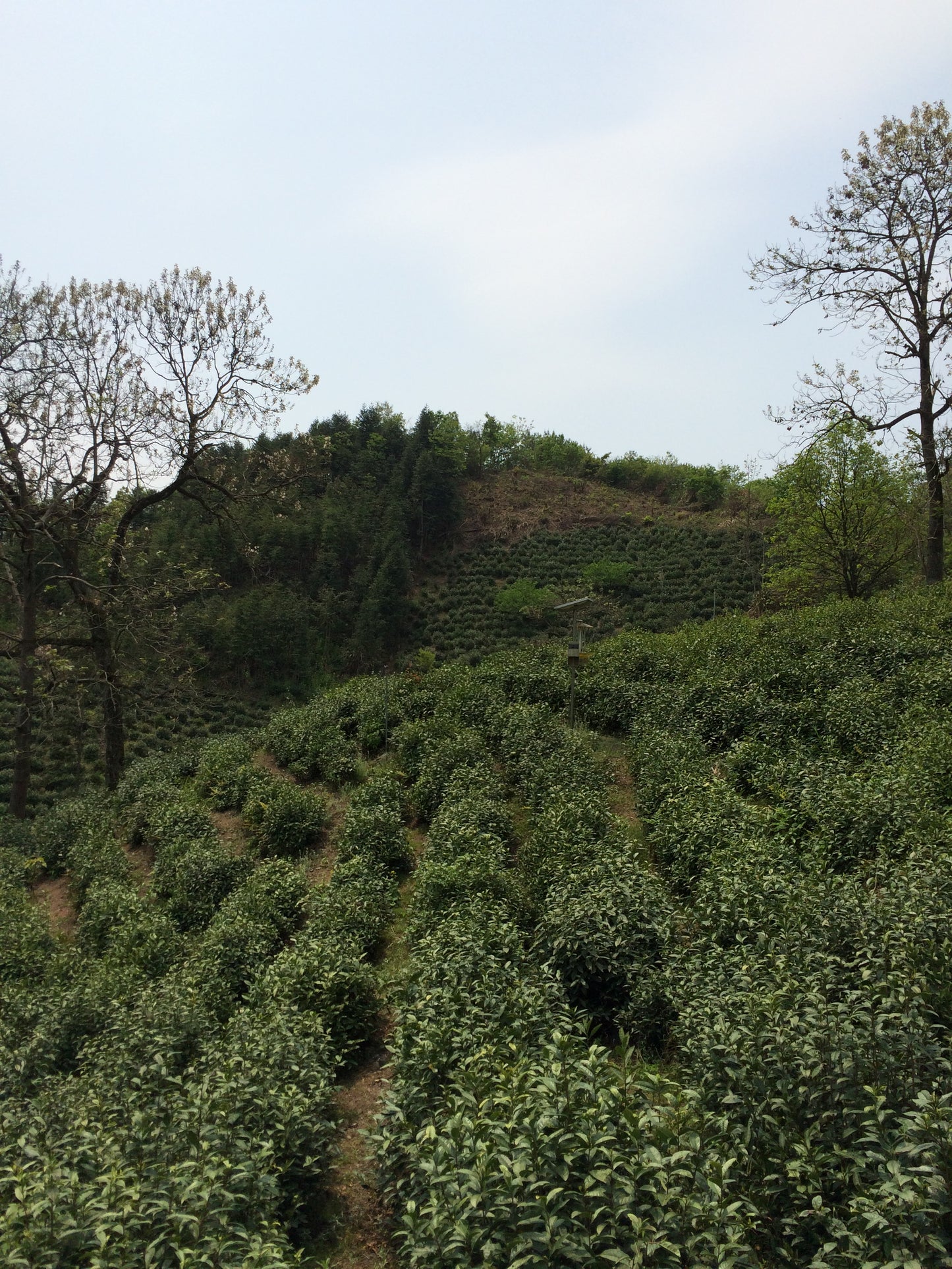 Lapsang Souchong Strong Smoke ( Organic Black Tea) (56g)