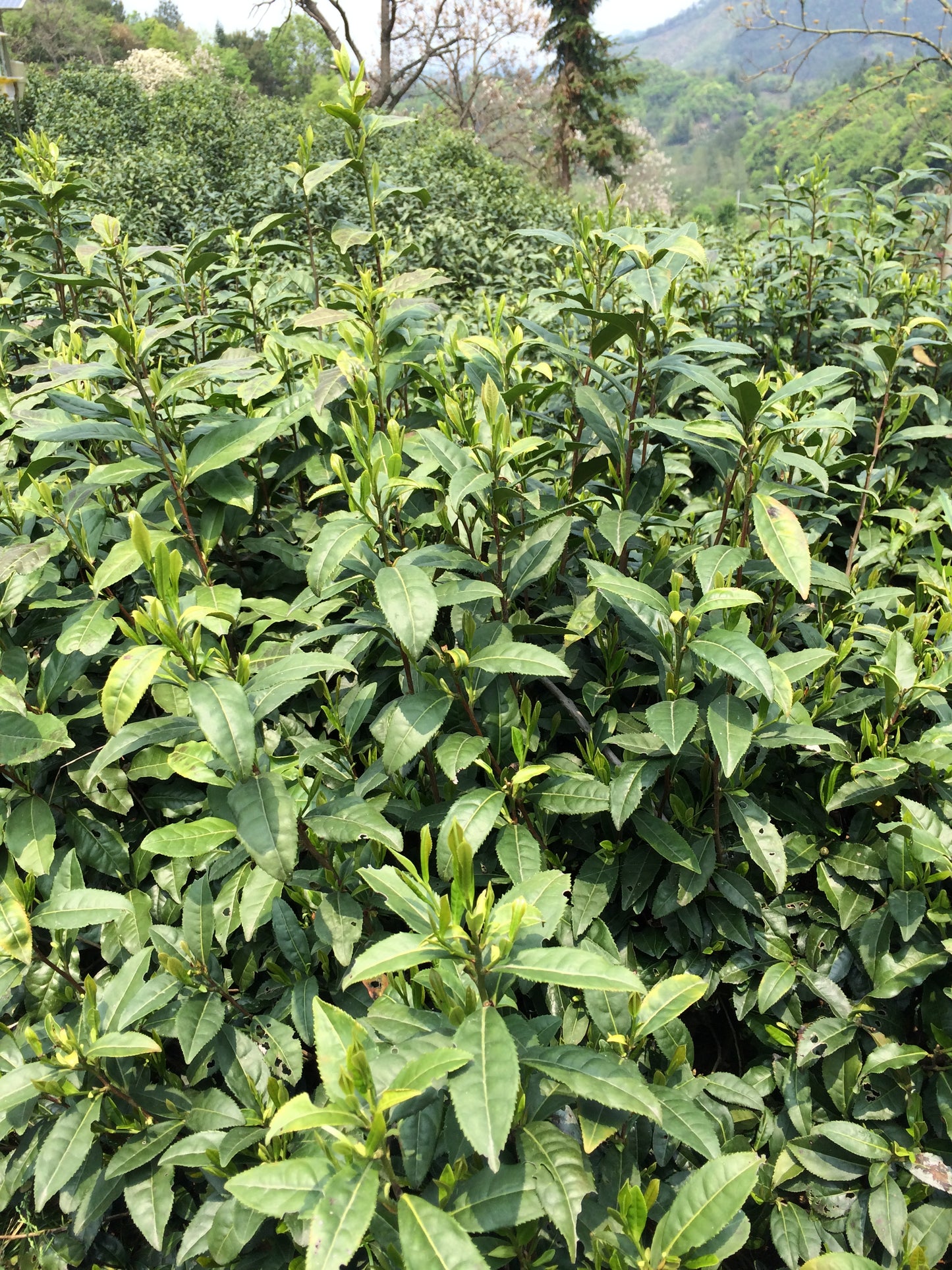 Tie Guan Yin (25g /50g)