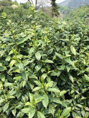 Tie Guan Yin (25g /50g)