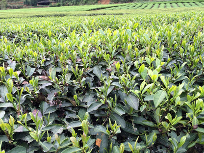 Rou Gui Rock Wulong Tea – Roasted Oolong with Cinnamon Note by Tigerlily Tea